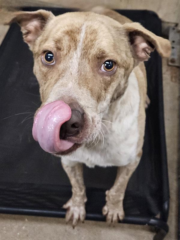 Enlarge Redbull, a Adoptable mixed breed in Mobile, AL image 1/1