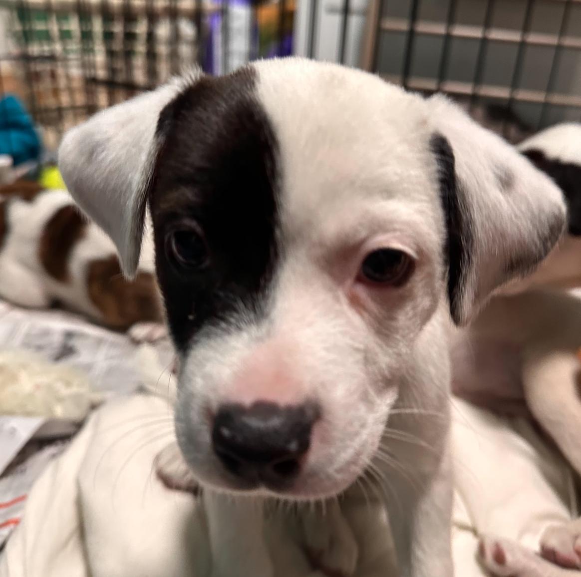 Enlarge Raya, a Adoptable mixed breed in Minneapolis, MN image 6/6