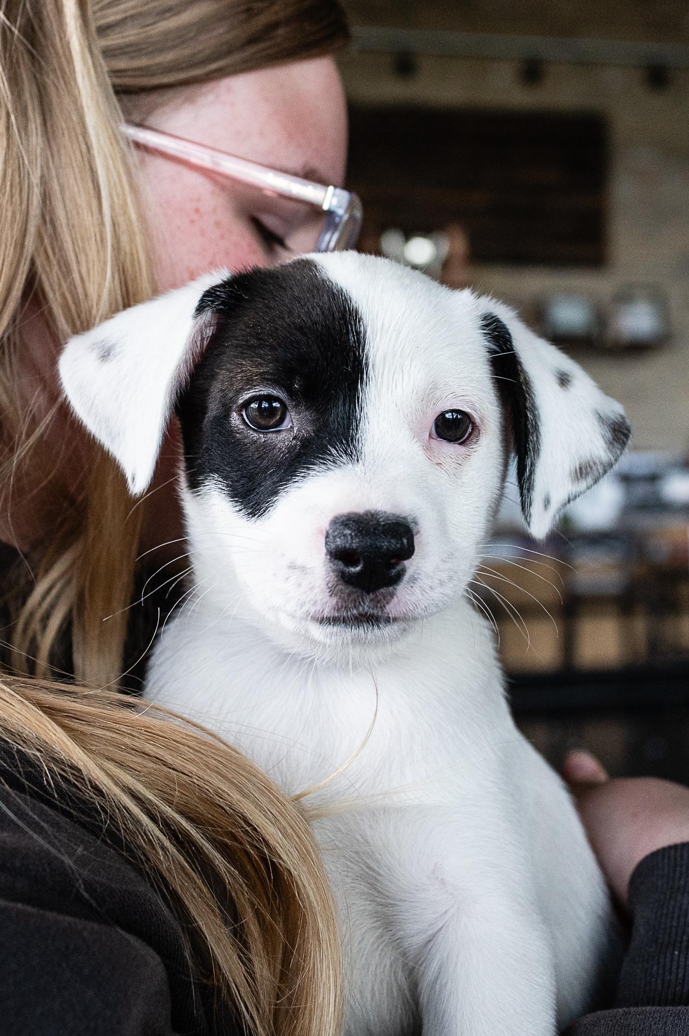 Enlarge Raya, a Adoptable mixed breed in Minneapolis, MN image 1/6