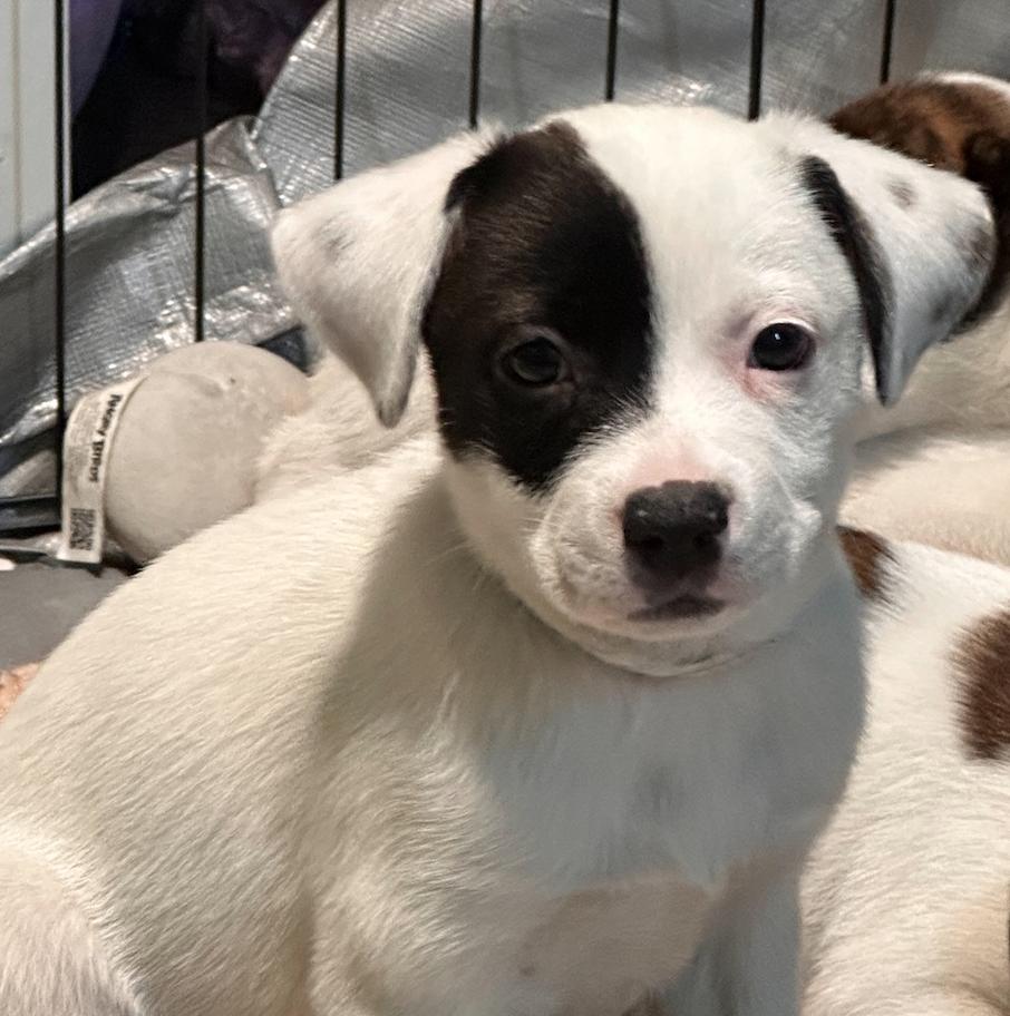 Enlarge Raya, a Adoptable mixed breed in Minneapolis, MN image 4/6