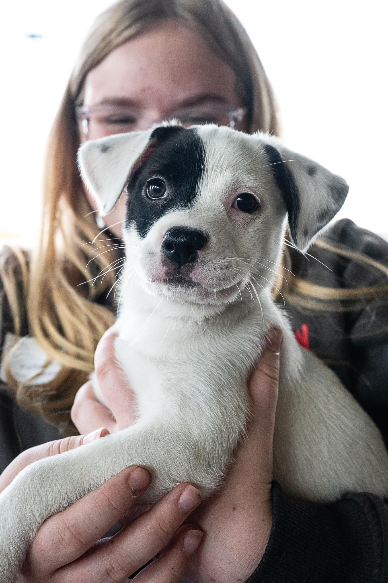 Enlarge Raya, a Adoptable mixed breed in Minneapolis, MN image 2/6