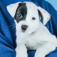 Enlarge Raya, a Adoptable mixed breed in Minneapolis, MN image 3/6