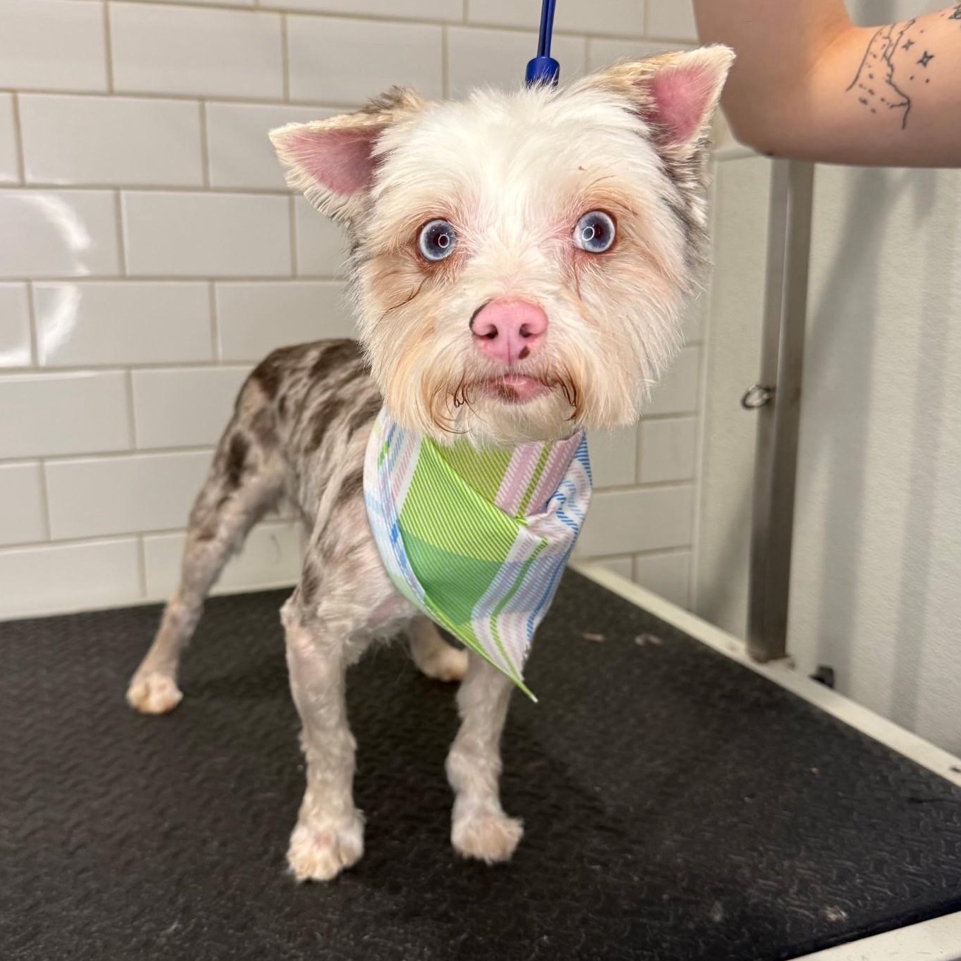 Mufasa, ADOPTABLE, Senior Male Yorkshire Terrier.