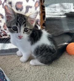 Humphrey, Adoptable, Kitten Male Domestic Short Hair.