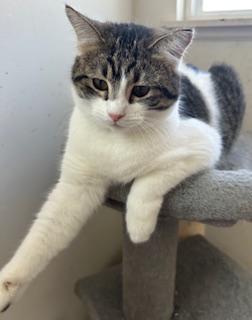 Grace, a Adoptable Domestic Short Hair in Mount Prospect, IL image 5/5