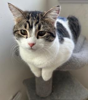 Grace, a Adoptable Domestic Short Hair in Mount Prospect, IL image 2/5