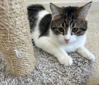 Grace, a Adoptable Domestic Short Hair in Mount Prospect, IL image 3/5