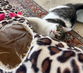 Grace, a Adoptable Domestic Short Hair in Mount Prospect, IL image 4/5