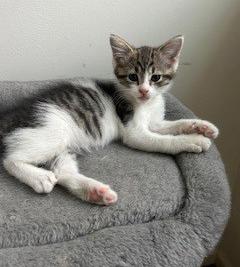 Humphrey, a Adoptable Domestic Short Hair in Mount Prospect, IL image 4/4