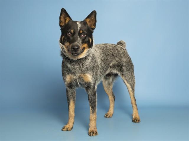 Enlarge OLIVER, a Adoptable Australian Cattle Dog / Blue Heeler in Phoenix, AZ image 1/1