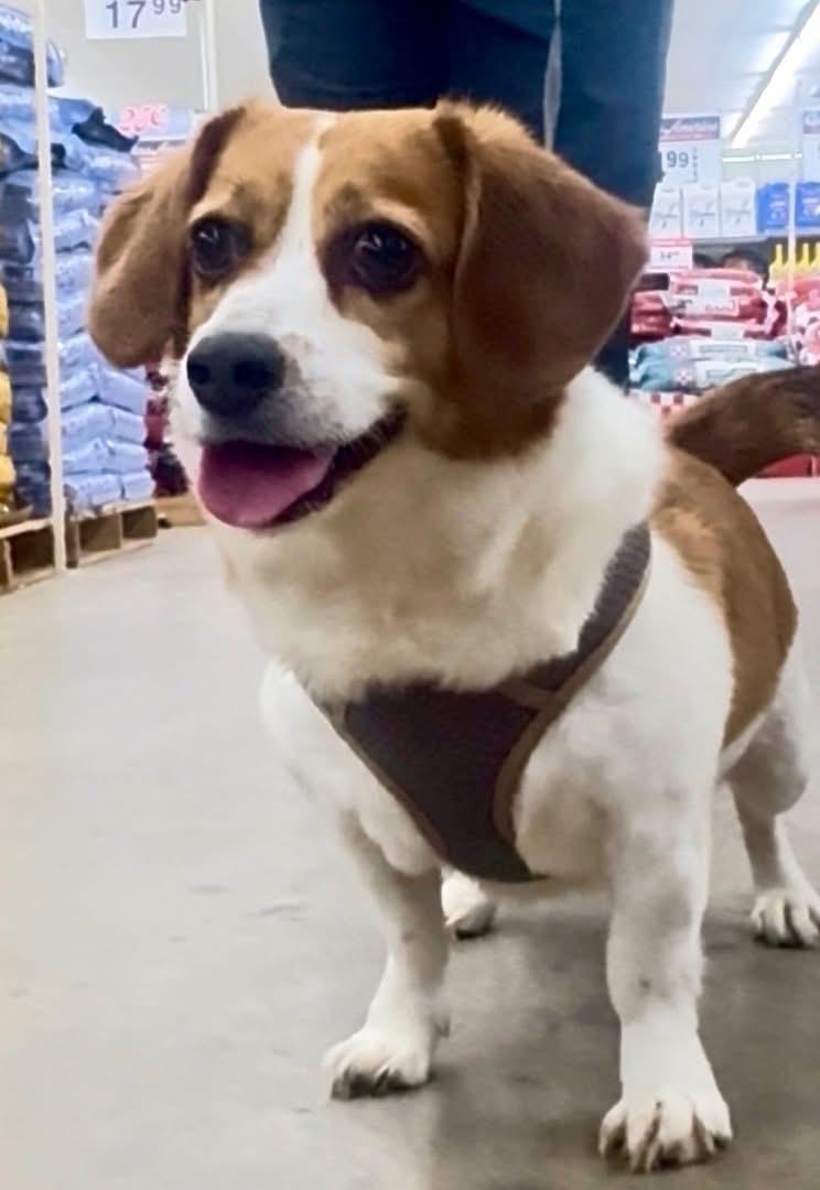 Hazzle, adopted, Adult Female Beagle & Dachshund.