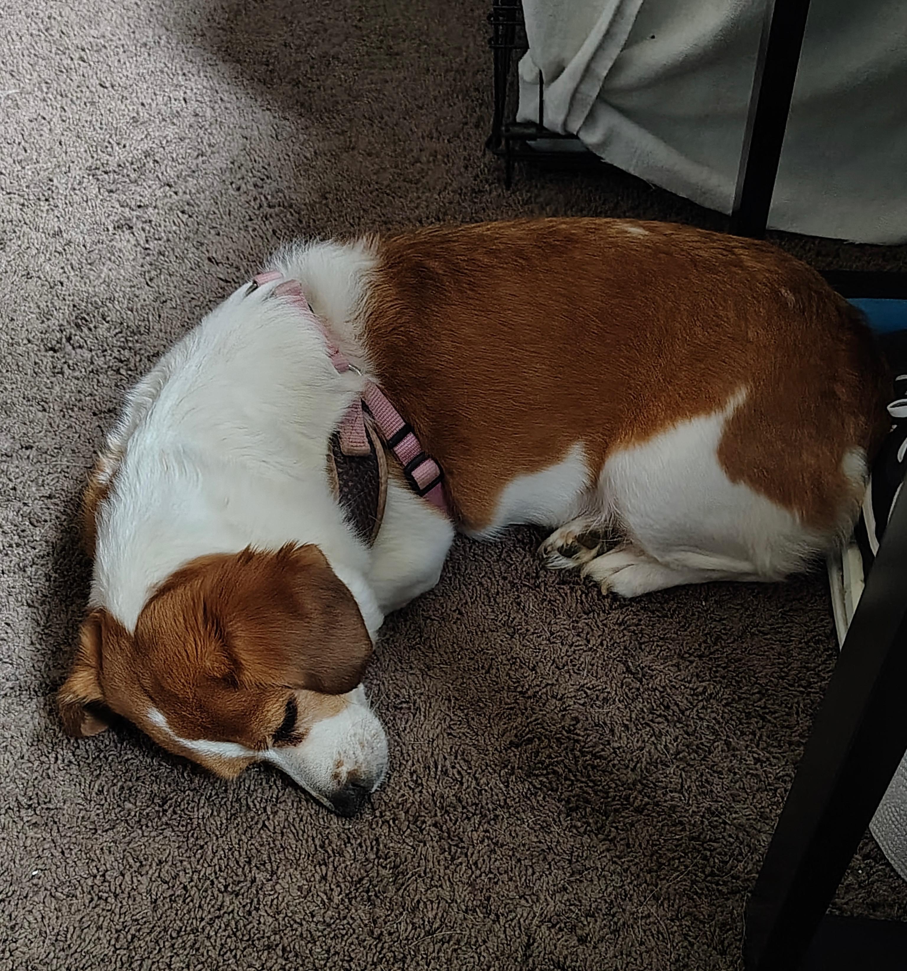 Enlarge Hazzle, an adopted mixed breed in Woodlawn, TN image 4/5