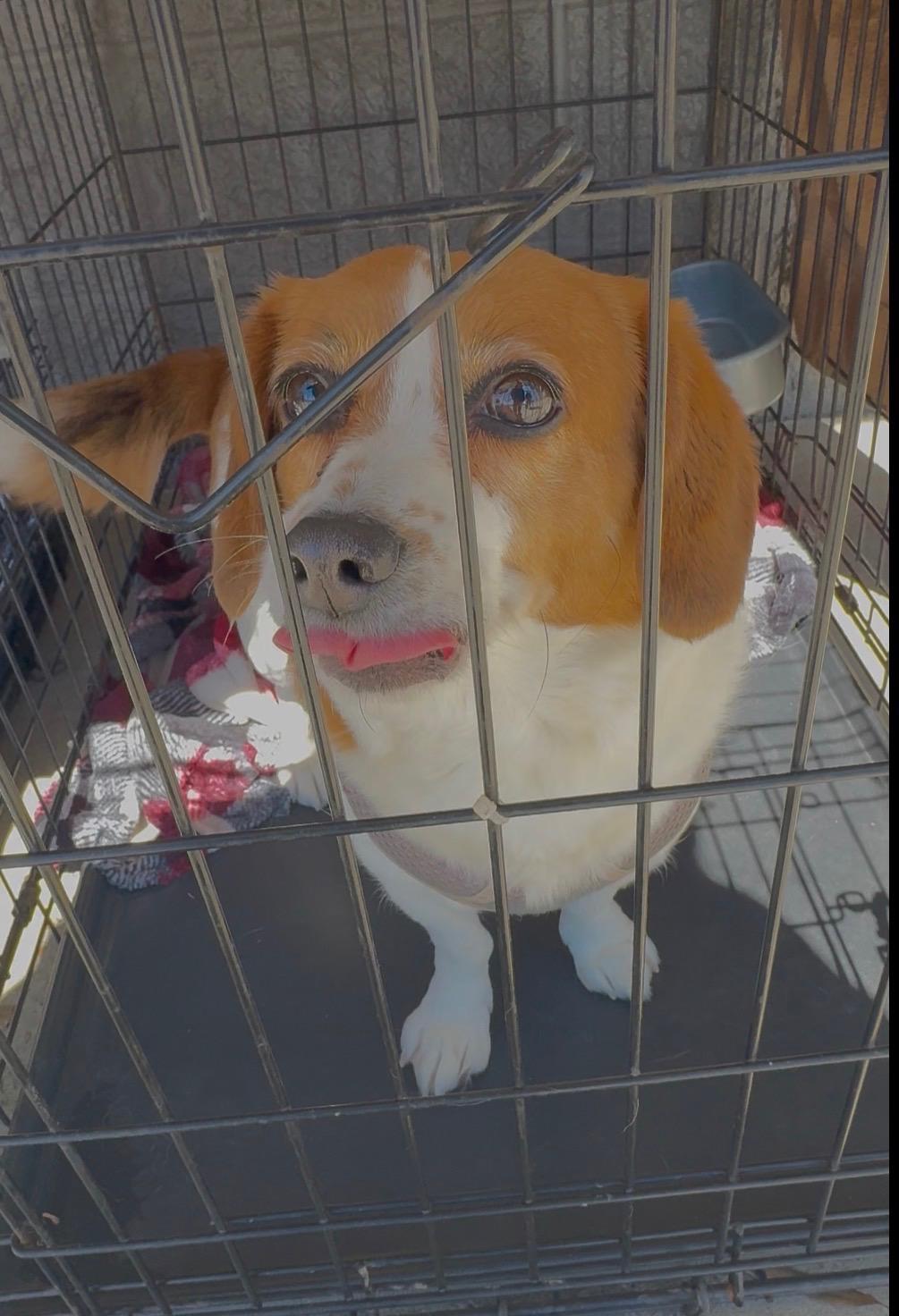 Enlarge Hazzle, an adopted mixed breed in Woodlawn, TN image 3/5