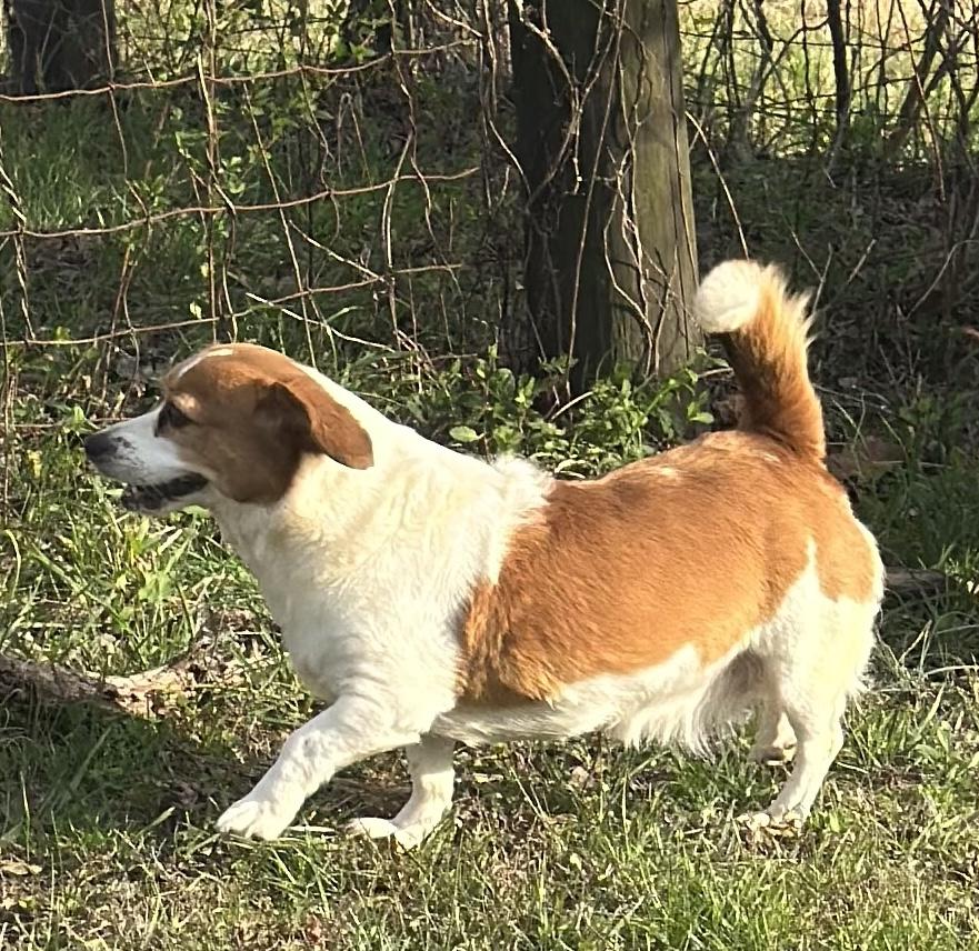 Enlarge Hazzle, an adopted mixed breed in Woodlawn, TN image 2/5