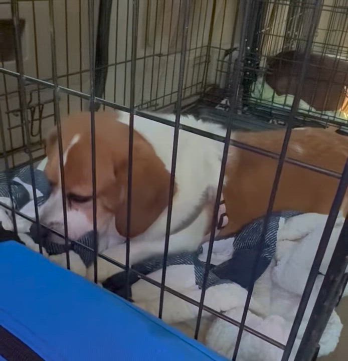 Enlarge Hazzle, an adopted mixed breed in Woodlawn, TN video 5/5