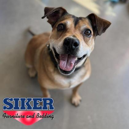 Robyn, Adoptable, Young Female Mixed Breed & Mixed Breed.