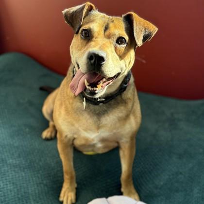 Enlarge Robyn, a Adoptable mixed breed in Janesville, WI image 2/3