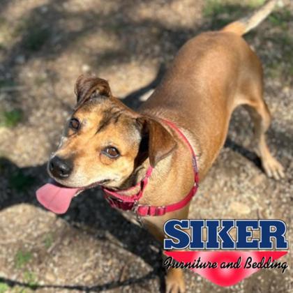 Robyn, Adoptable, Young Female Mixed Breed & Mixed Breed.