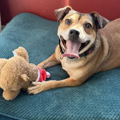 Enlarge Robyn, a Adoptable mixed breed in Janesville, WI image 3/3