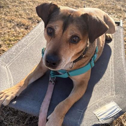 Enlarge Robyn, a Adoptable mixed breed in Janesville, WI image 2/3