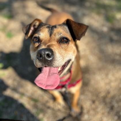 Enlarge Robyn, a Adoptable mixed breed in Janesville, WI image 3/3