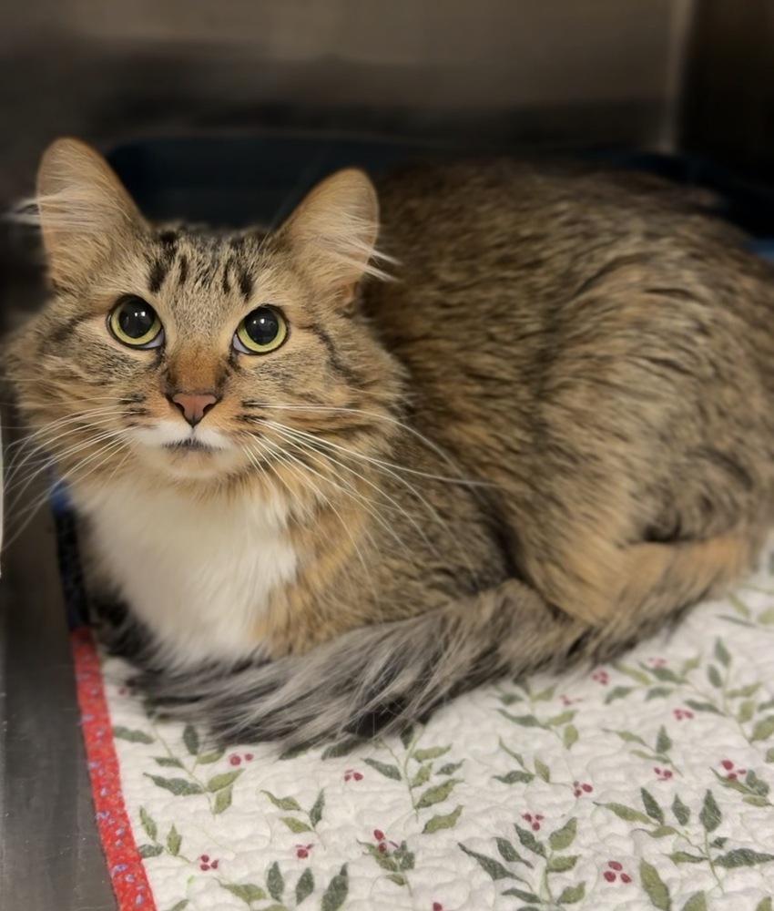 Yeti, Adoptable, Adult Female Domestic Long Hair.