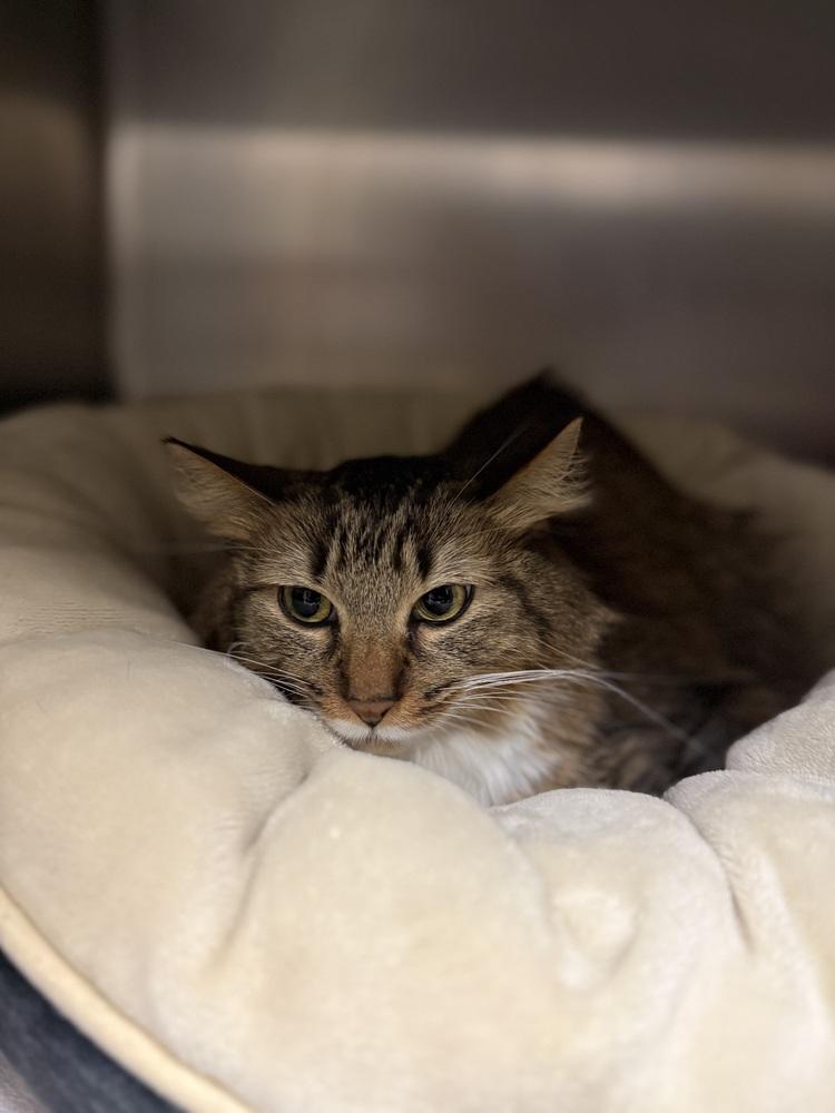 Enlarge Yeti, a Adoptable mixed breed in Bemidji, MN image 2/2