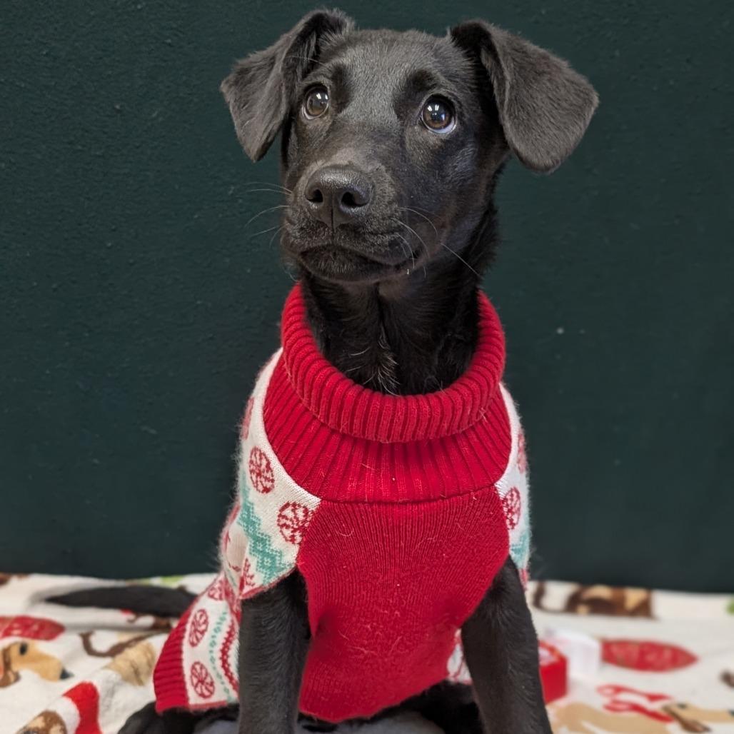 Felicity, Adoptable, Puppy Female Labrador Retriever.