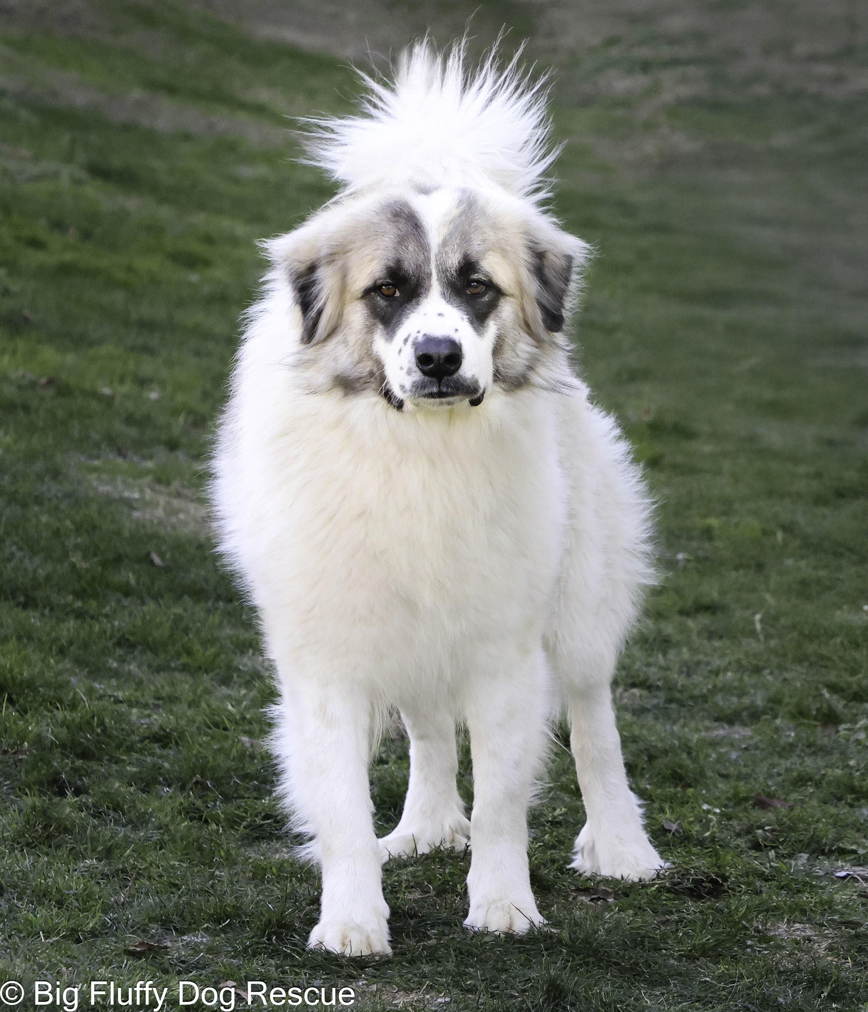 Enlarge Aspen, a Adoptable mixed breed in Erie, PA image 3/3