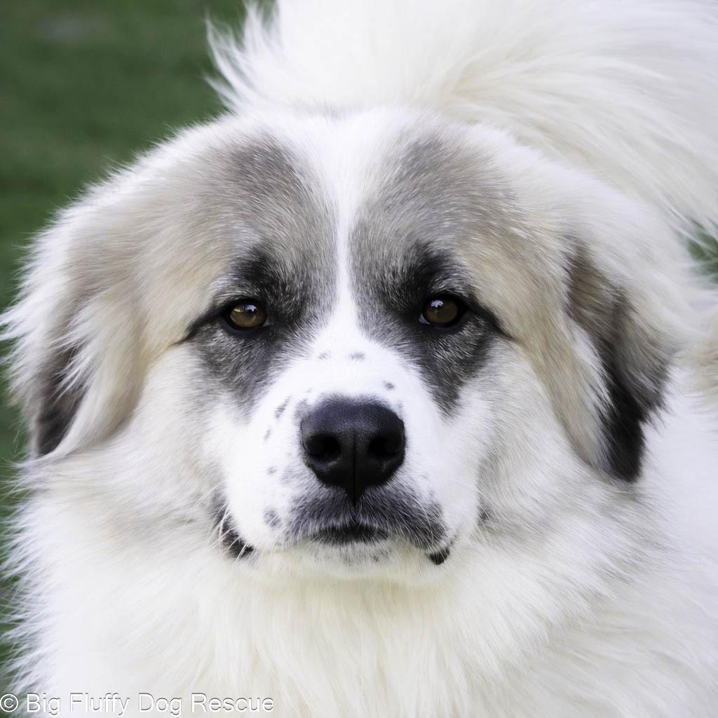 Enlarge Aspen, a Adoptable mixed breed in Erie, PA image 1/3