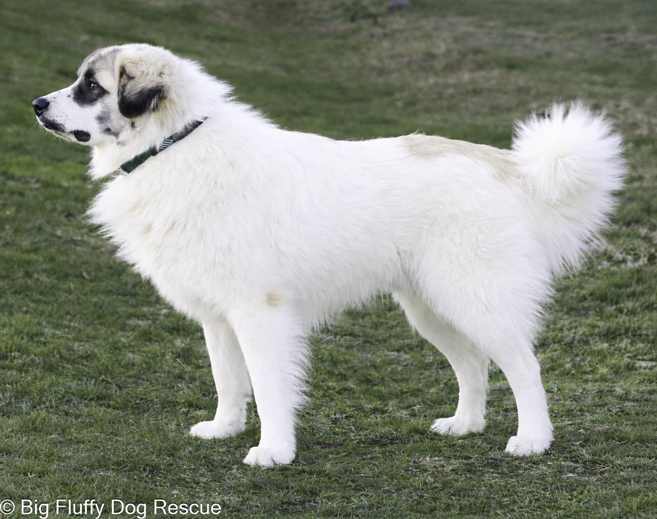 Enlarge Aspen, a Adoptable mixed breed in Erie, PA image 2/3