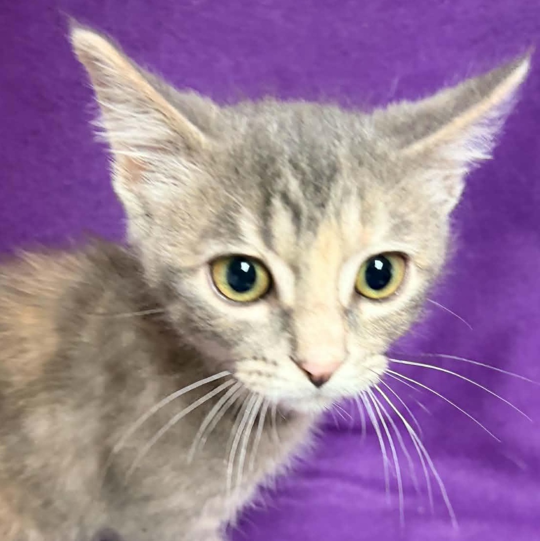 Enlarge Brielle, an adopted Domestic Short Hair in Waterloo, IA image 2/3