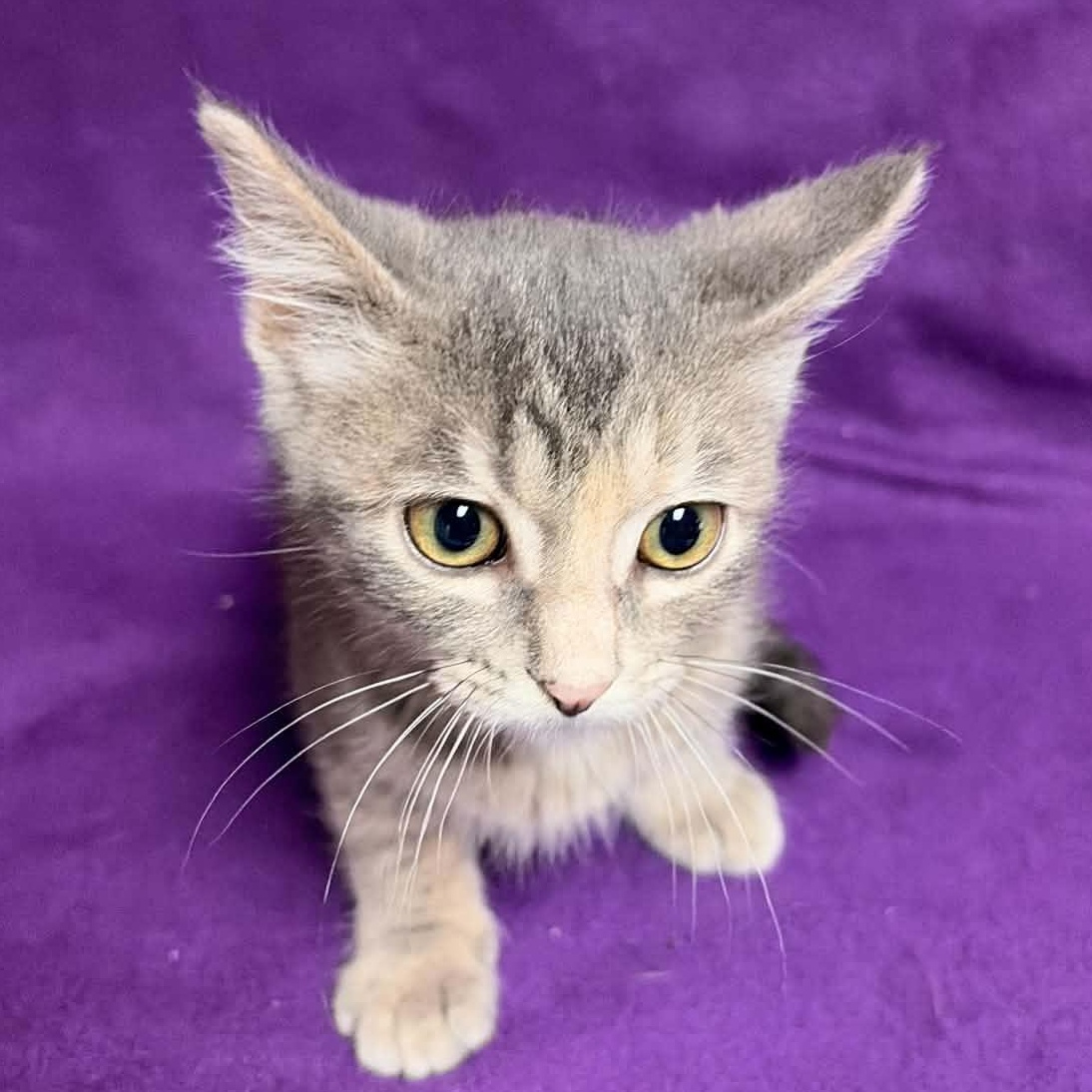 Enlarge Brielle, an adopted Domestic Short Hair in Waterloo, IA image 3/3