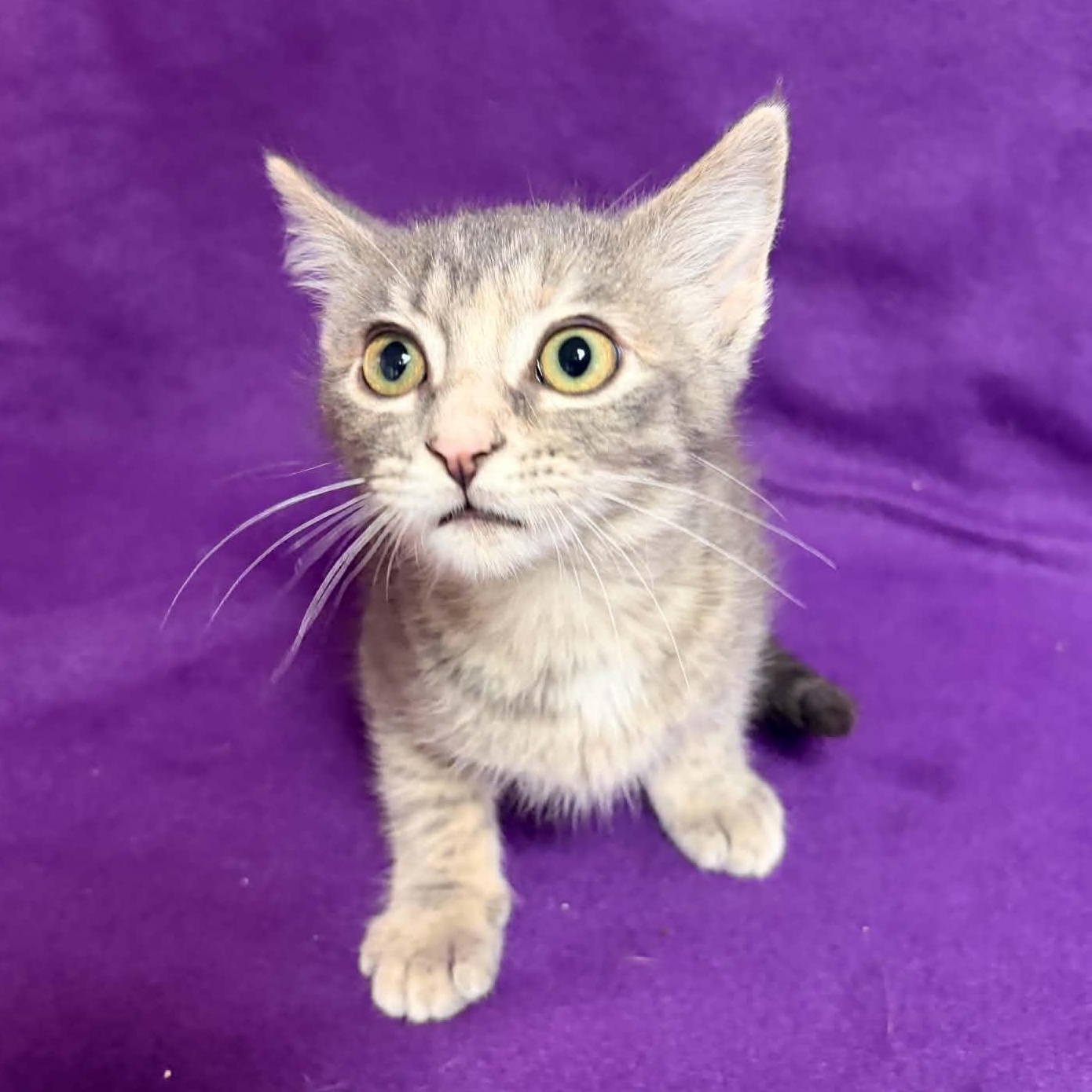 Brielle, adopted, Young Female Domestic Short Hair.