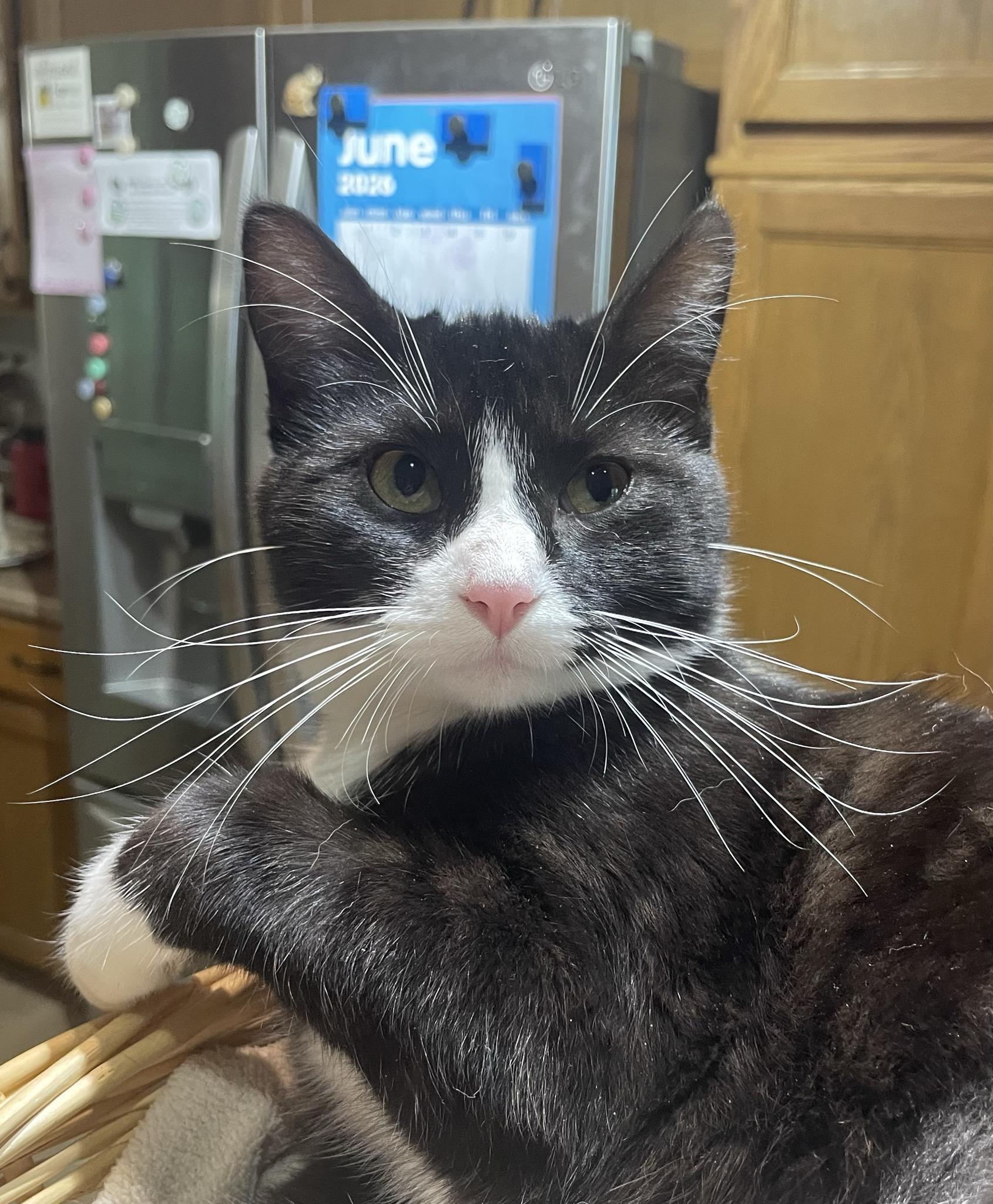 Tessa, a ADOPTABLE Domestic Short Hair in Menasha, WI image 3/3