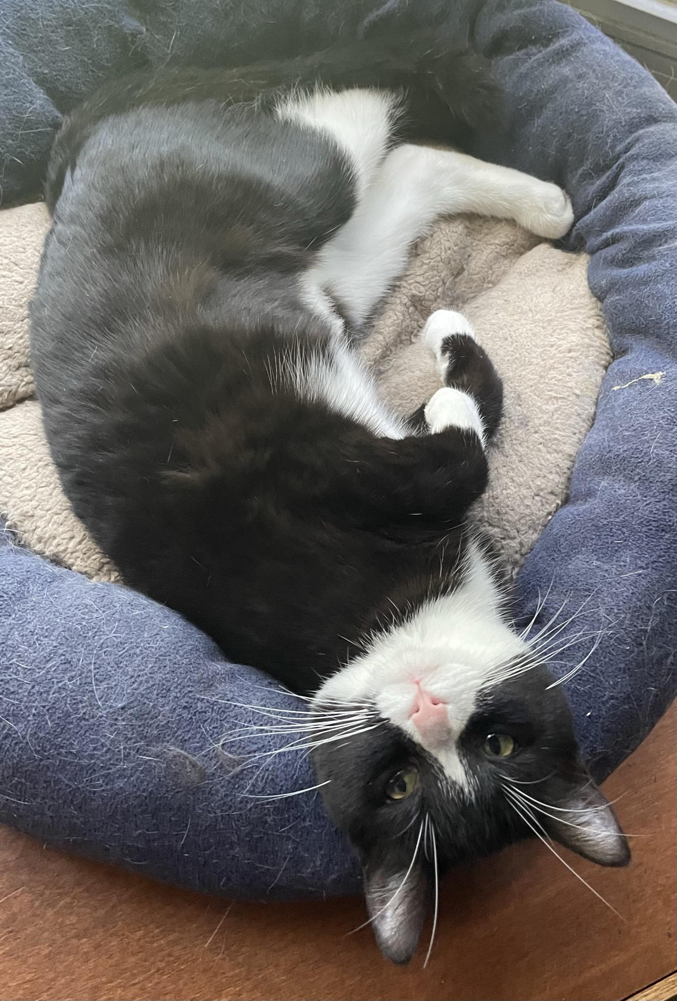 Tessa, ADOPTABLE, Kitten Female Domestic Short Hair.