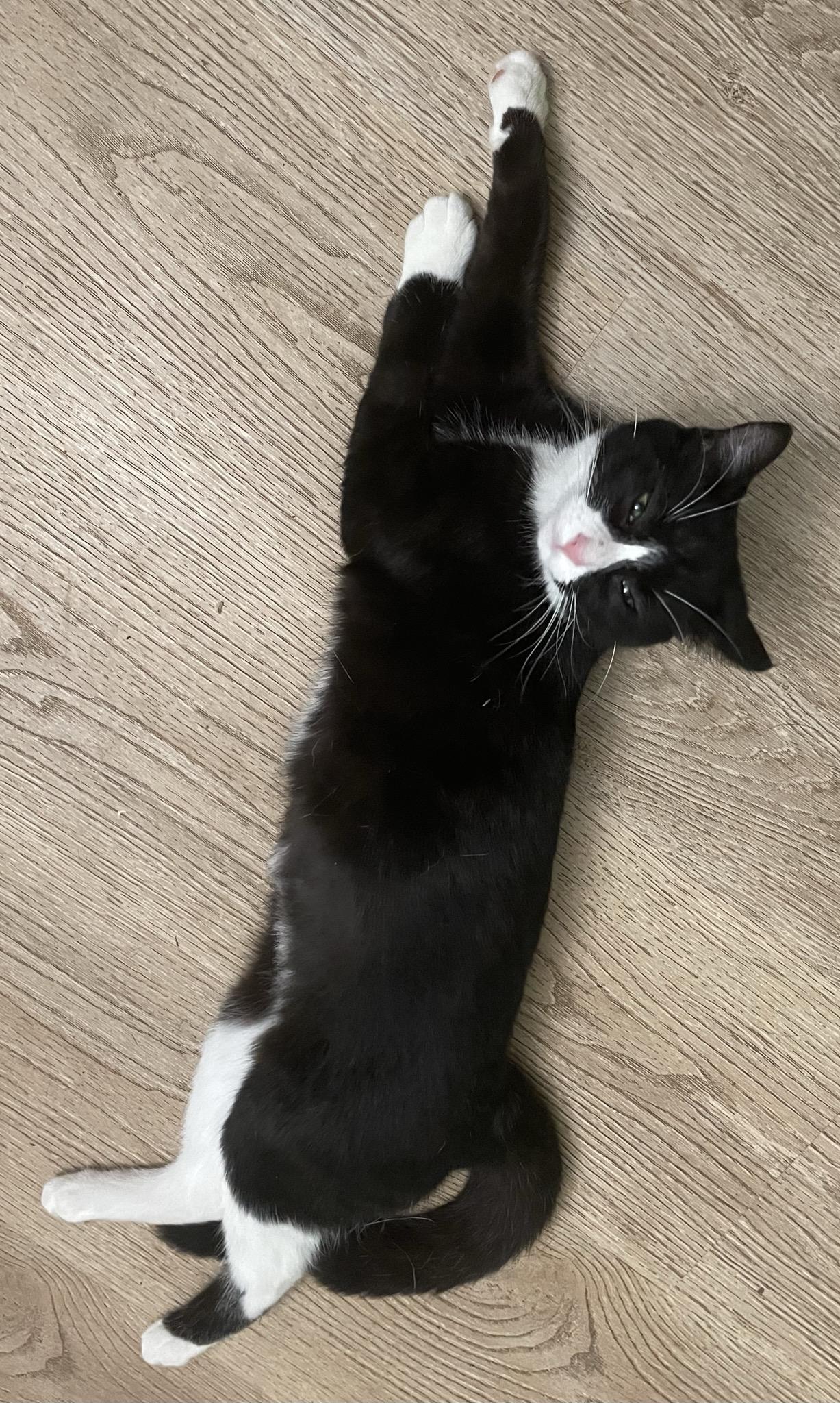 Tessa, a ADOPTABLE Domestic Short Hair in Menasha, WI image 2/3