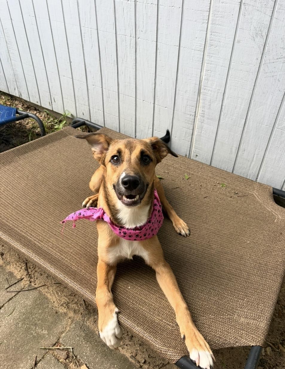 Enlarge Sprout, a Adoptable mixed breed in Pensacola, FL image 2/2