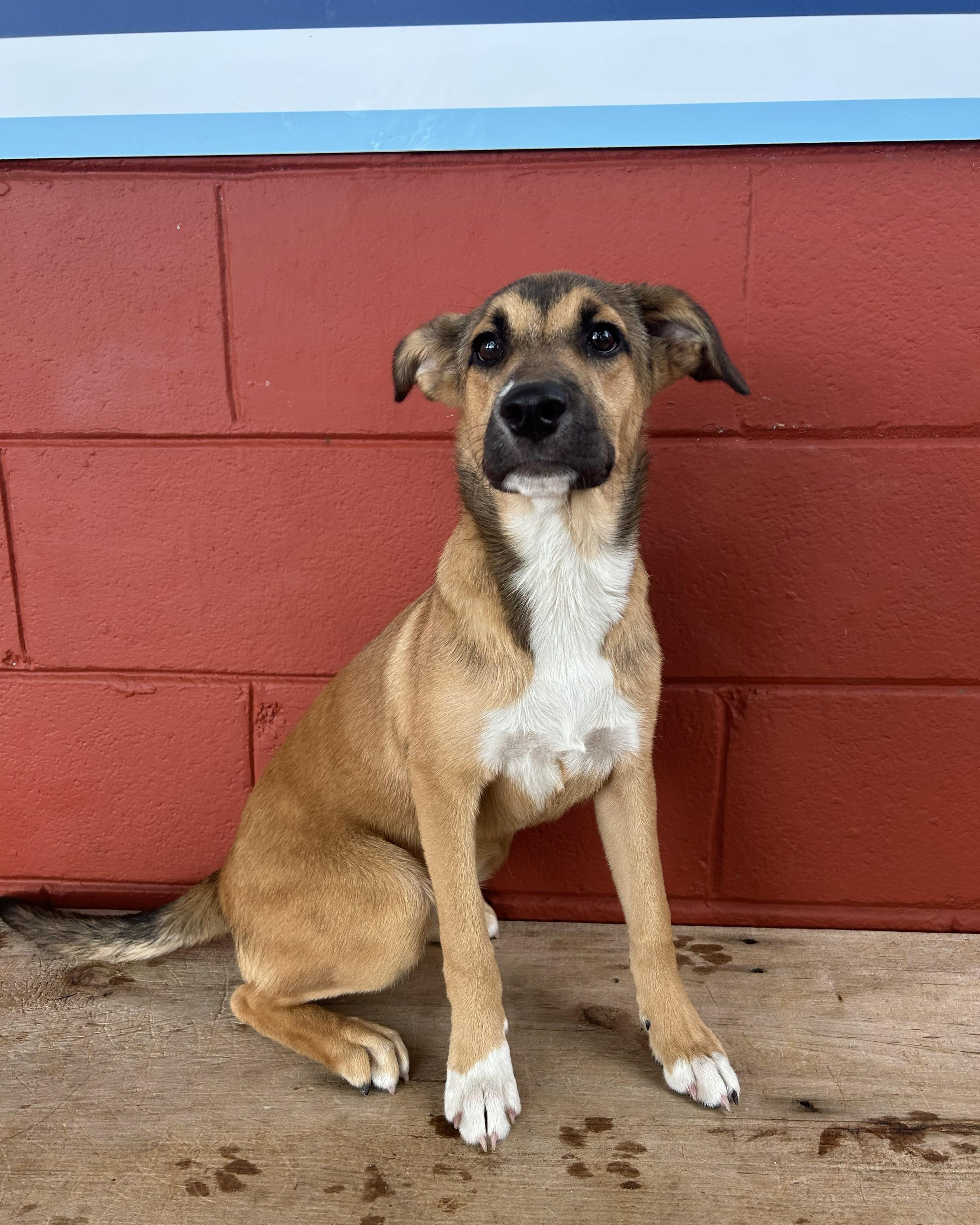 Enlarge Sprout, a Adoptable mixed breed in Pensacola, FL image 3/6