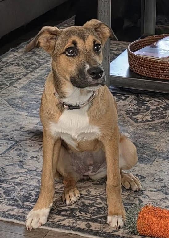 Enlarge Sprout, a Adoptable mixed breed in Pensacola, FL image 1/2