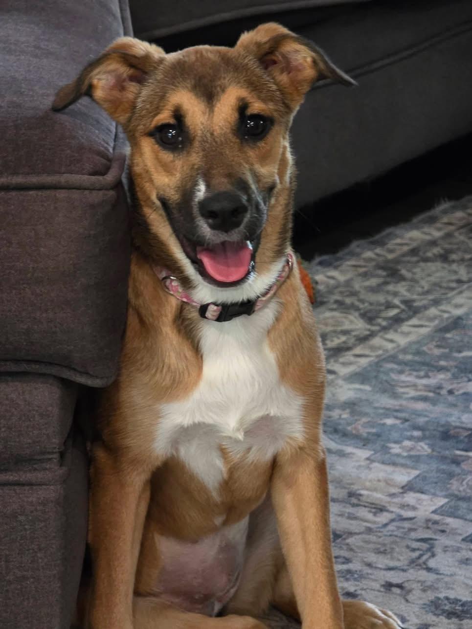 Enlarge Sprout, a Adoptable mixed breed in Pensacola, FL image 2/2