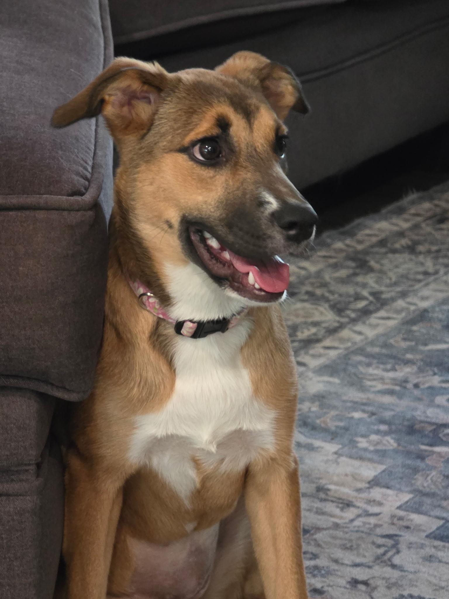 Sprout, a Adoptable mixed breed in Pensacola, FL image 2/3