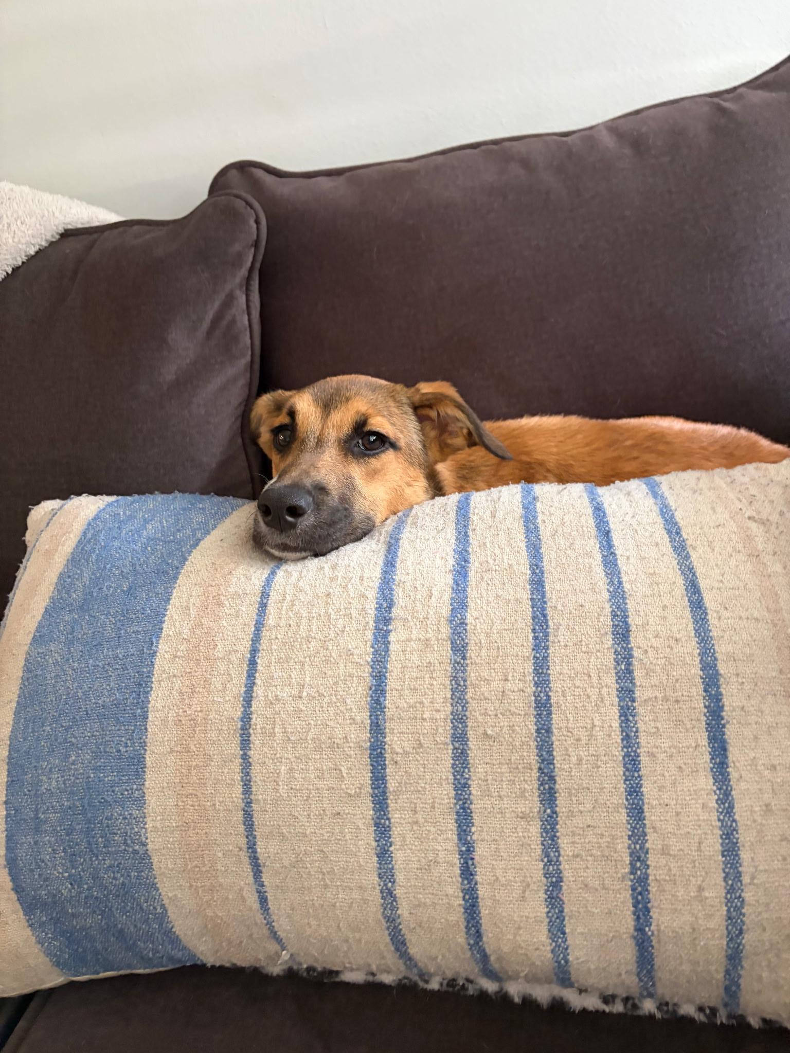 Sprout, a Adoptable mixed breed in Pensacola, FL image 3/3