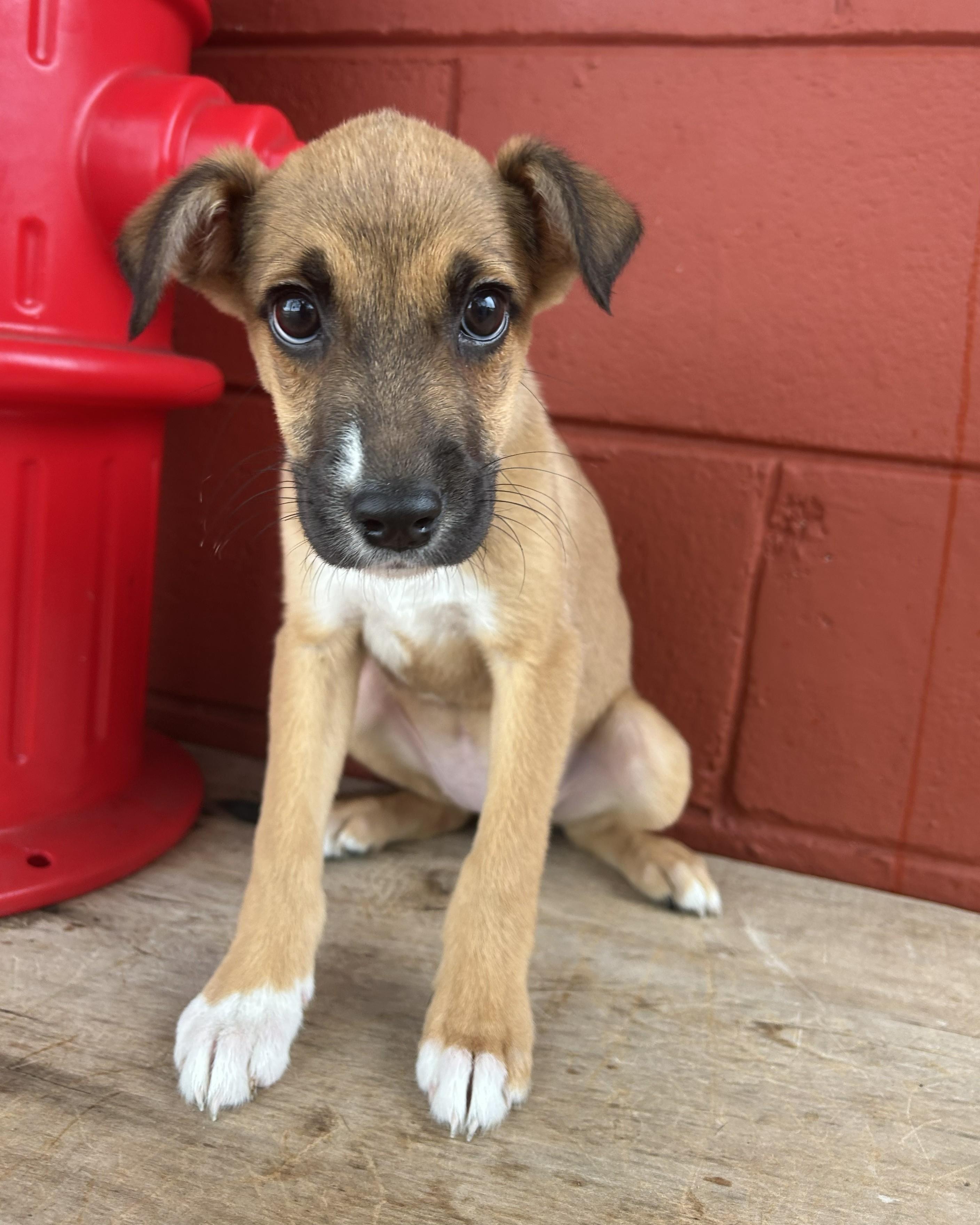 Enlarge Sprout, a Adoptable mixed breed in Pensacola, FL image 5/6
