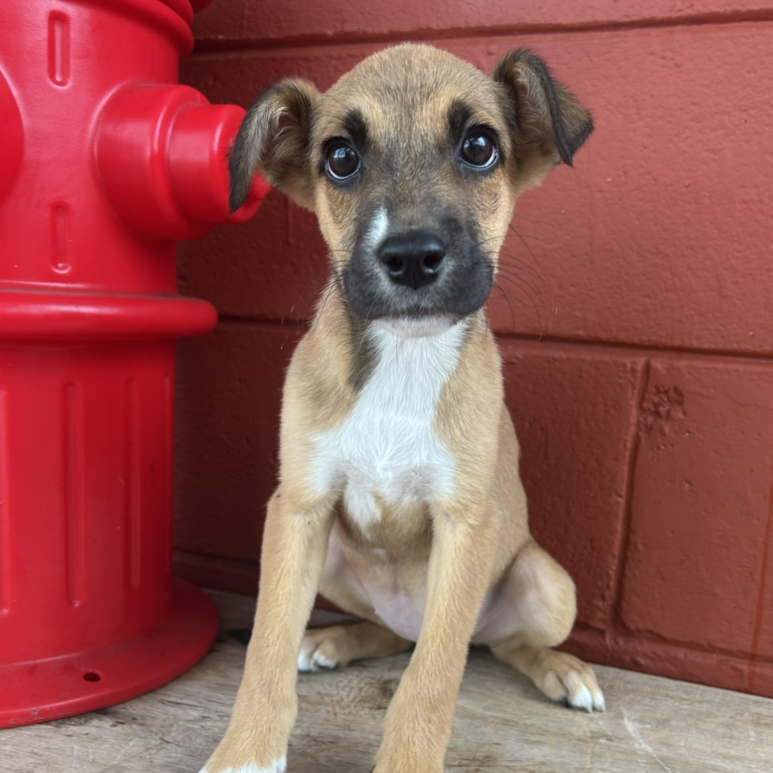 Enlarge Sprout, a Adoptable mixed breed in Pensacola, FL image 6/6