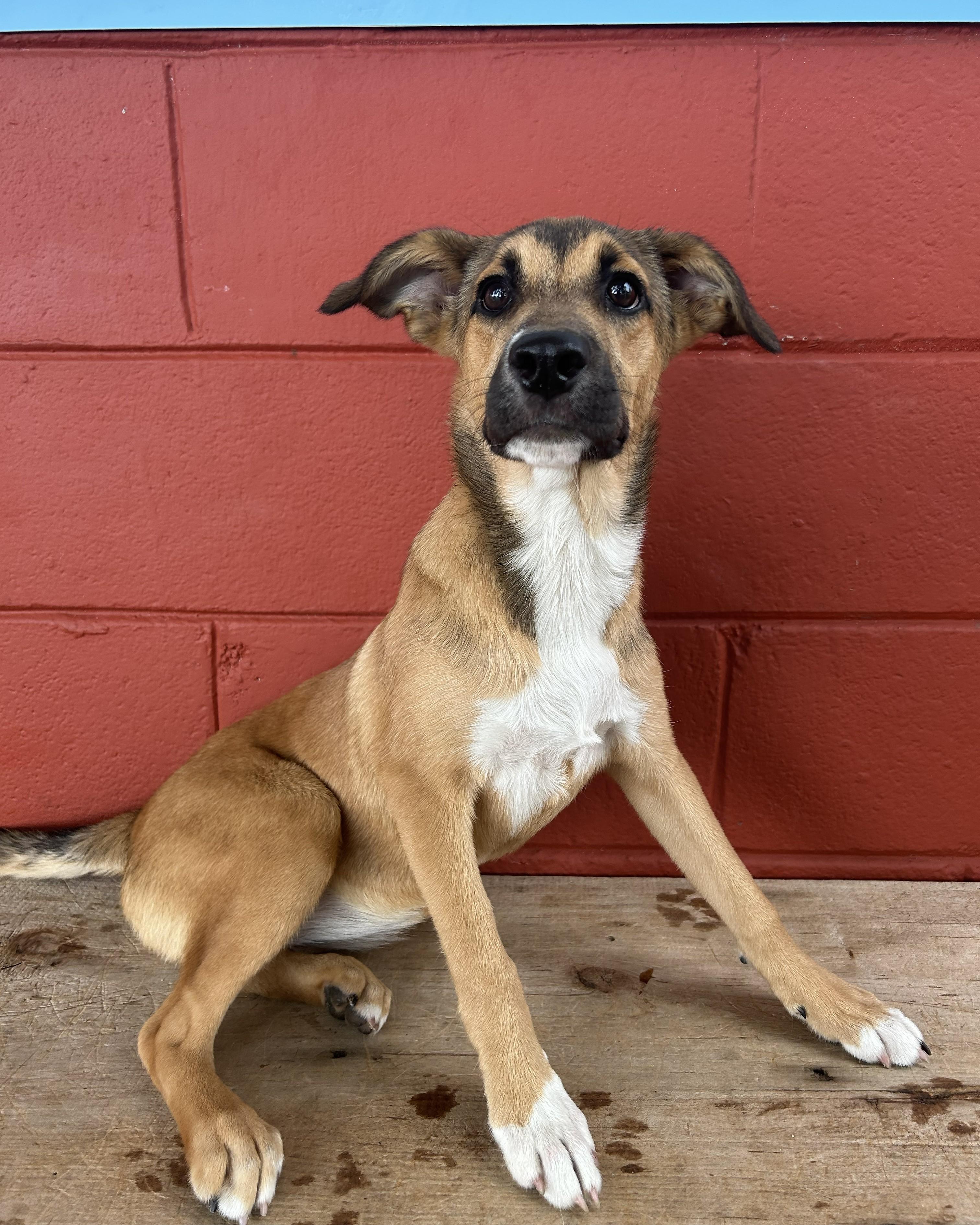 Enlarge Sprout, a Adoptable mixed breed in Pensacola, FL image 2/6