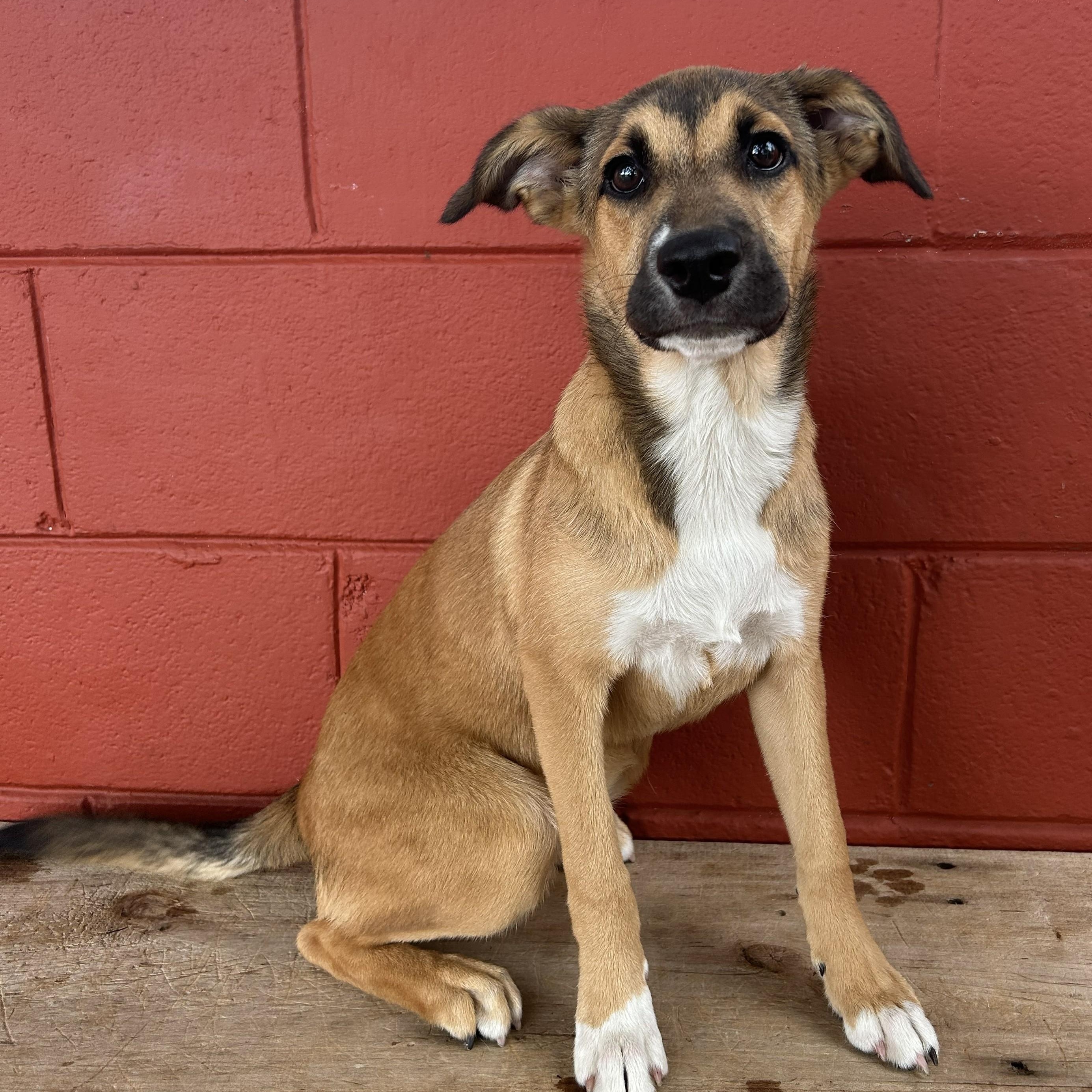Sprout, Adoptable, Puppy Female Labrador Retriever.