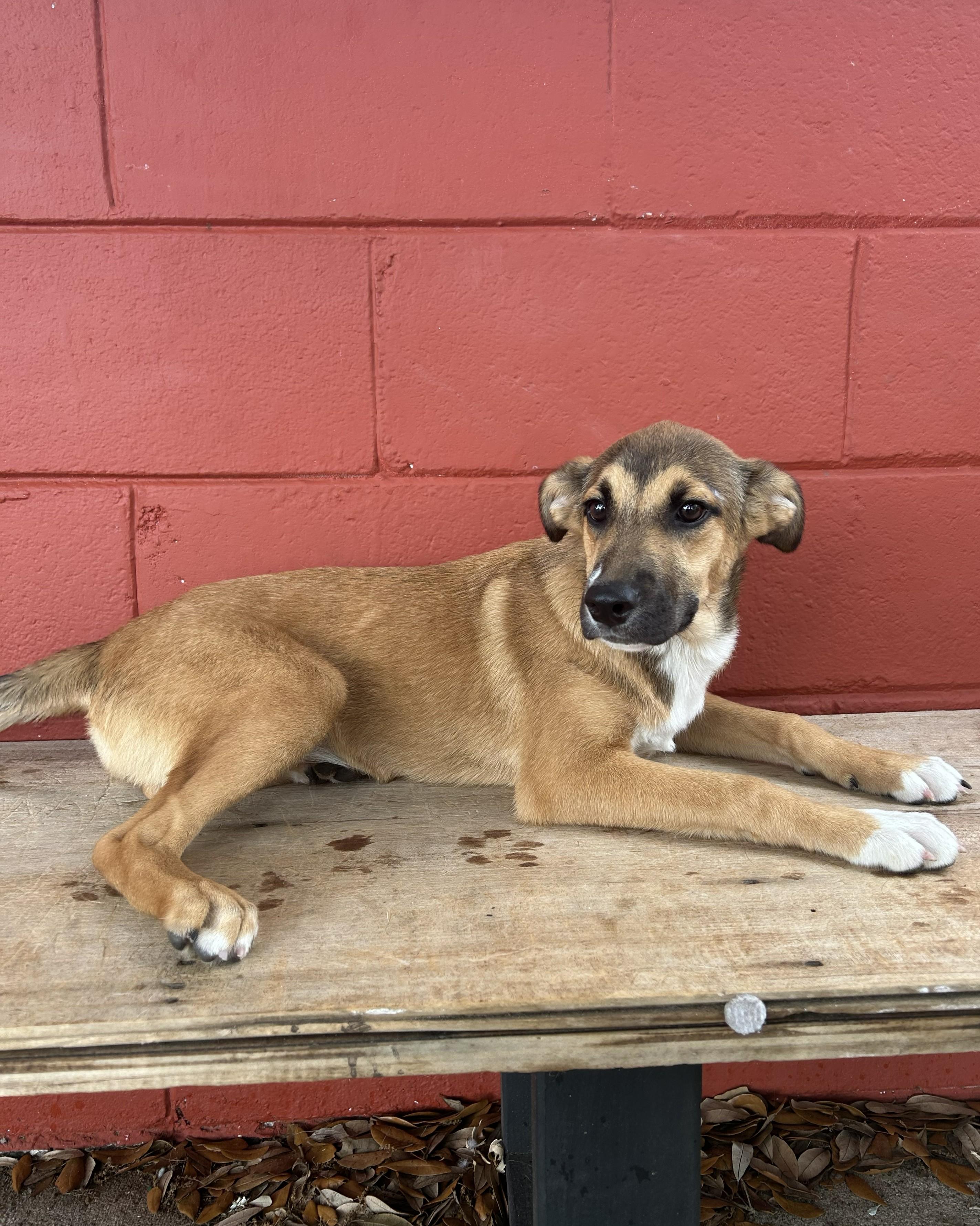 Enlarge Sprout, a Adoptable mixed breed in Pensacola, FL image 4/6