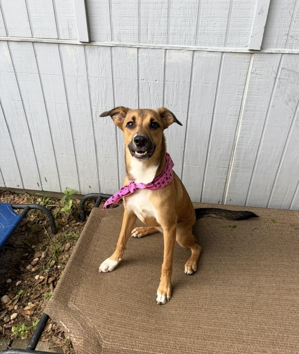 Sprout, Adoptable, Young Female Dutch Shepherd.