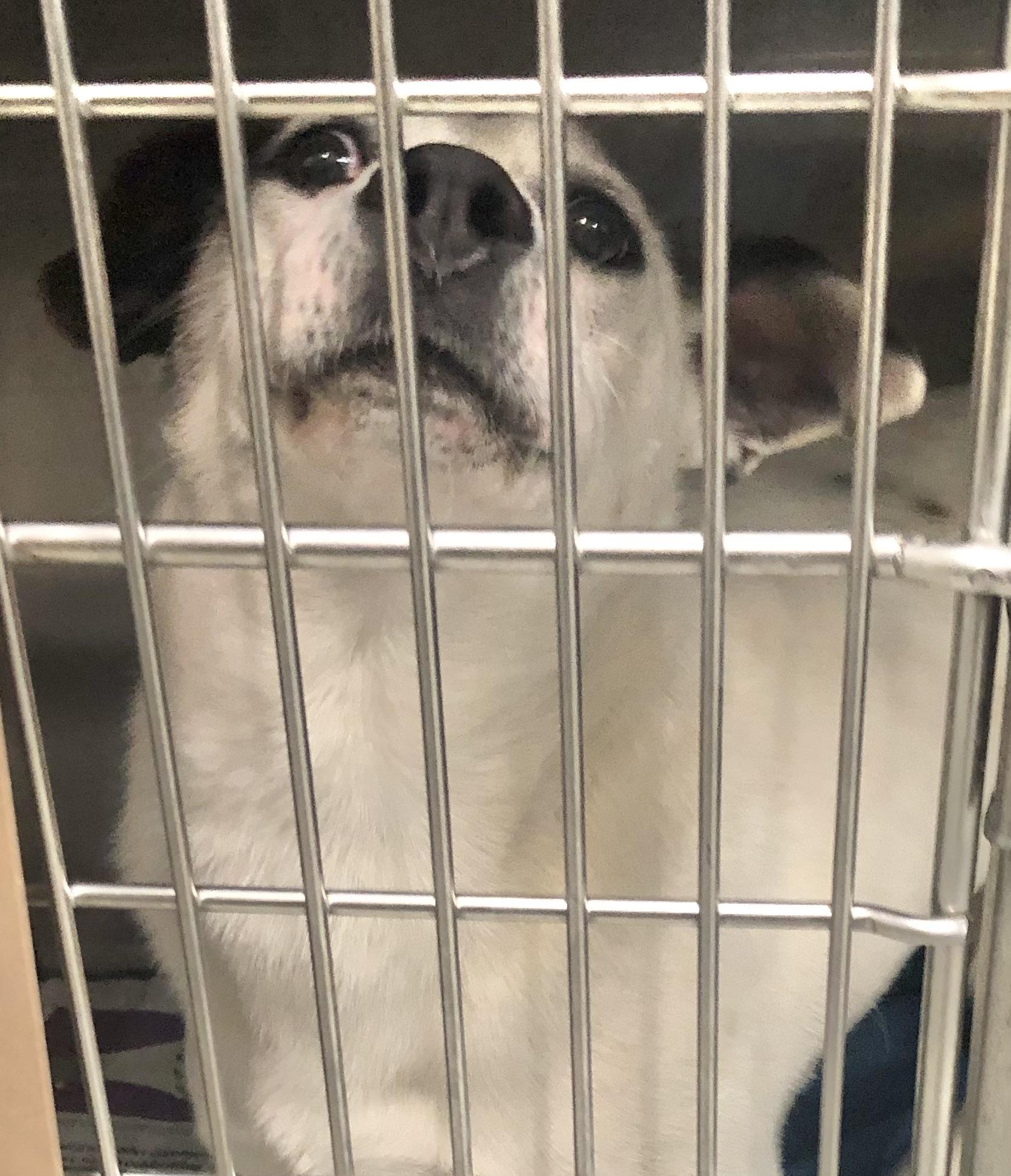 Chanel, adoptable, Young Female Mixed Breed.